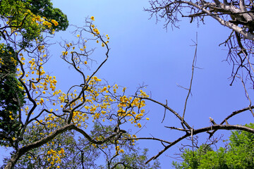 Tree Top from a Low Angle