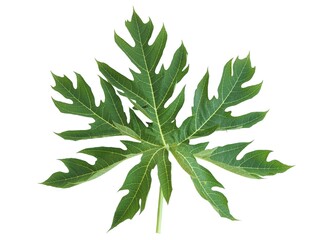 Papaya leaf isolated on white background. closeup photo, blurred.