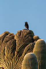 Bird on Cactus