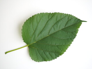 Mulberry leaves on white background. closeup photo, blurred.