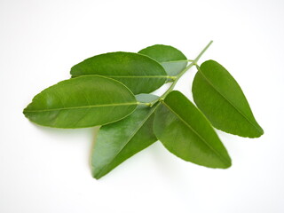 Lime leaves, orange leaves , grapefruit leaves and tangerine leaves on white background. part of tropical plant. closeup photo, blurred.