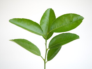 Lime leaves, orange leaves , grapefruit leaves and tangerine leaves on white background. part of tropical plant. closeup photo, blurred.