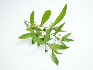 Fresh Eclipta alba on white background. closeup photo, blurred.