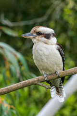 A large robust mostly dark brown kingfisher with a whitish head and a brown eye-stripe known as the Laughing Kookaburra (Dacelo novaeguineae).