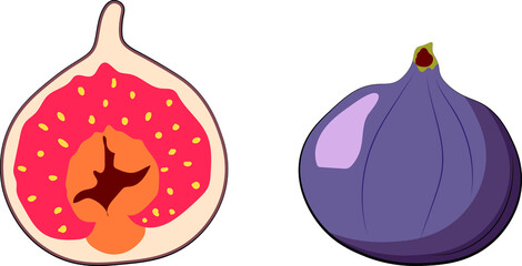 Fig. Vector illustration. Fruits isolated on a white background.