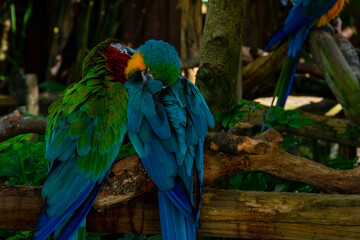 blue and yellow macaw