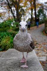 seagull on the beach