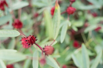 red roselle flowers