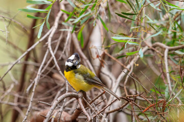 The Crested Shrike-tit (Falcunculus frontatus) is a medium-small bird with a striking black and white striped head and neck, and a small crest that is often held flattened over crown.
