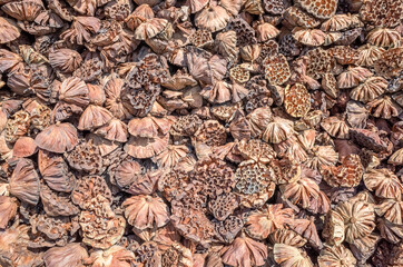 dry seed pod of lotus