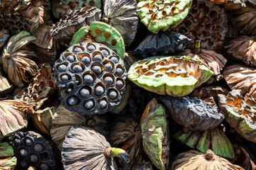 dry seed pod of lotus