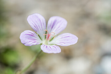 native species of Single Flower Cranesbill