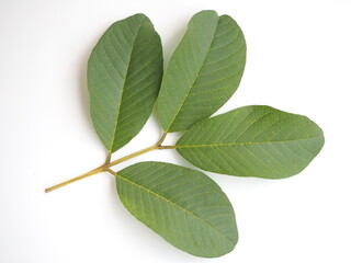 Organic guava leaves isolated on white background. closeup photo, blurred.