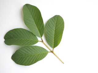 Leaves of guava on white background. closeup photo, blurred.
