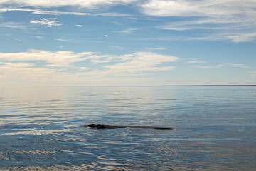 Fototapeta premium sea and sky