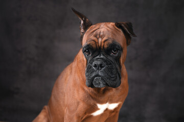 portrait of a German boxer breed dog on a dark background