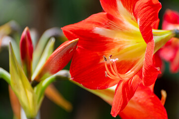 Blooming Orange Lily flowers, Lilium is a genus of herbaceous flowering plants growing from bulbs, all with large prominent flowers. Shot at Howrah, West Bengal, India