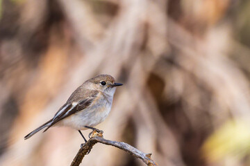 The Red-capped Robin (Petroica goodenovi) is the smallest red robin. The female Red-capped Robin is basically grey-brown with a lighter coloured chest and a dull red cap.