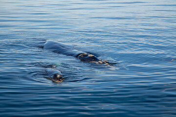 Fototapeta premium great crested grebe