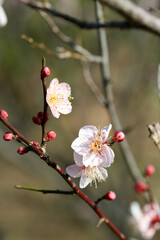 Closeup macro photography of white Plum flowers in the end of winter.