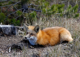 A fox resting under a tree