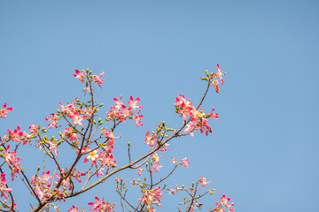 pink silk floss tree flowers