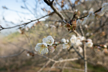 landscape of white plum blossom