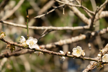 landscape of white plum blossom