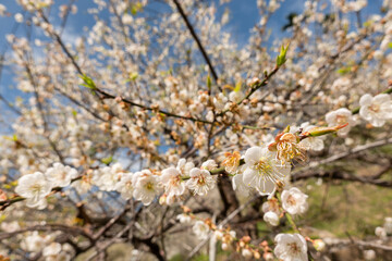 white plum blossom under blue sky
