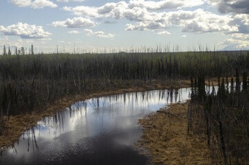 Stream in Alaska near Trapper Lake