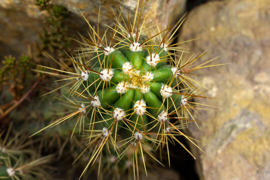 A Green Cactus From Above