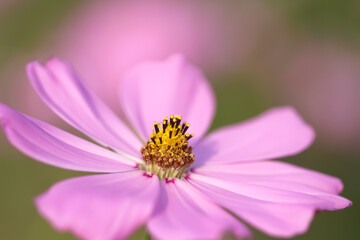 Obraz premium Sweet pink cosmos flowers (bipinnatus) blooming in garden background macro close up