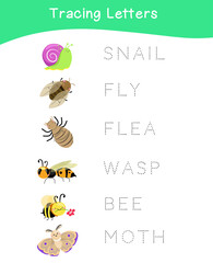 Tracing letters. Tracing names of insect names worksheet. Writing practice. Educational printable colorful worksheet. Vector file.