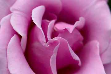 Pink purple rose flower head closeup macro photo