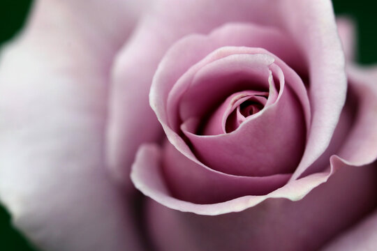 Classy pink purple rose flower head closeup macro photo