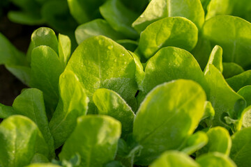 Organic Baby lettuce leaves in the greenhouse. Detail of home grown seedlings with frost on them in the early spring.