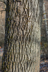 Walnut tree (Juglans regia) trunk.The tree i also known as Persian, Carpathian, English, Madeira or Common walnut. Detail of a bark. Close up.