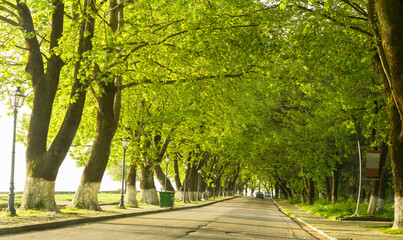 Obraz premium trees platanus like tunnel by the lake pamvotis in ioannina greece spring season