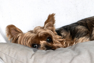 Yorkshire dog lying on the sofa in a living room in Sao Paulo