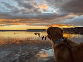 dog on the beach