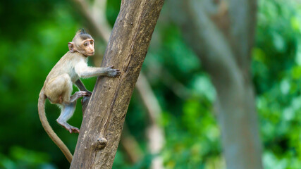 A baby monkey on the tree and space on the right side for banner text input. - Powered by Adobe