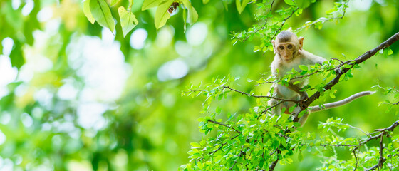 Baby monkey clambered on the treeand space on the left side for banner text input.
