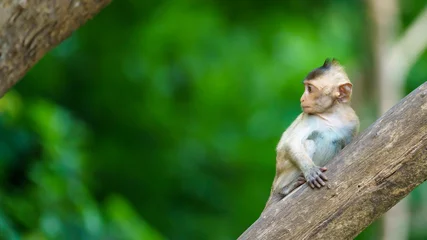 Fotobehang Aap Baby monkey clambered on the treeand space on the left side for banner text input.  © sompao