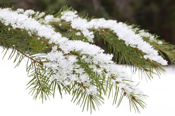 Pine tree branch with snow and ice crystals 