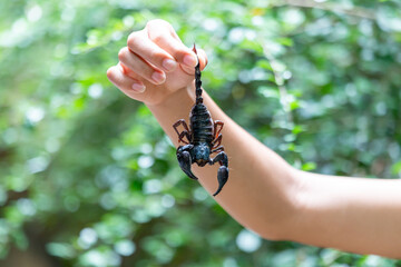 selective focus A large black scorpion in teenage boy's hand holding the tail of a scorpion Dangerous poisonous insects entering the house during the rainy season in Thailand There is space for text.