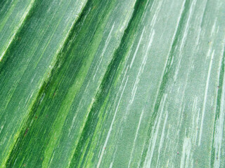 selective focus green and white banana leaves background image exotic plant, banana Musa white green striped leaves, variegated banana plant