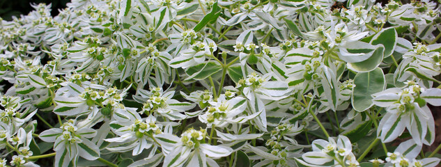 exotic ornamental plants in the Siberian garden