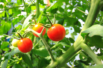 Red tomatoes on a green bush in a Siberian garden