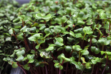 Mikrogreen