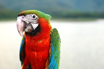 Harlequin macaw is a beautiful hybrid parrot, eyes portrayed as a baby bird. Dark red-breasted stand on blur natural background